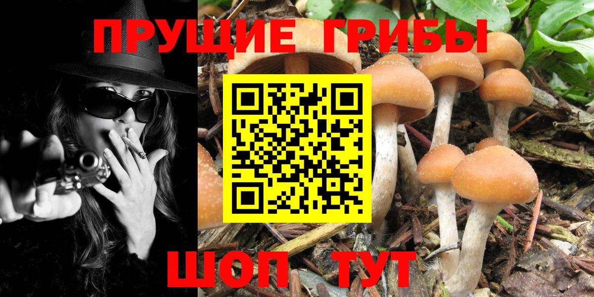 Псилоцибиновые грибы прущие грибы Балашиха